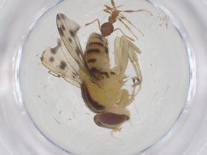  ( - CBG-B00124-F09)  @11 [ ] CreativeCommons - Attribution Share - Alike (2025) Centre for Biodiversity Genomics Centre for Biodiversity Genomics