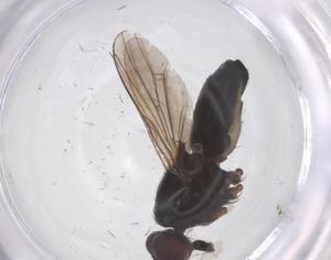  ( - CBG-B00685-H04)  @11 [ ] CreativeCommons - Attribution Share - Alike (2025) Centre for Biodiversity Genomics Centre for Biodiversity Genomics