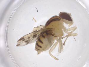  ( - CBG-B00685-H08)  @11 [ ] CreativeCommons - Attribution Share - Alike (2025) Centre for Biodiversity Genomics Centre for Biodiversity Genomics