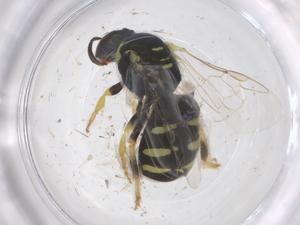  ( - CBG-B00686-H09)  @11 [ ] CreativeCommons - Attribution Share - Alike (2025) Centre for Biodiversity Genomics Centre for Biodiversity Genomics