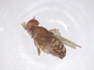  ( - CBG-B00697-E12)  @11 [ ] CreativeCommons - Attribution Share - Alike (2025) Centre for Biodiversity Genomics Centre for Biodiversity Genomics