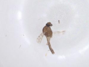  ( - CBG-B00700-B07)  @11 [ ] CreativeCommons - Attribution Share - Alike (2025) Centre for Biodiversity Genomics Centre for Biodiversity Genomics