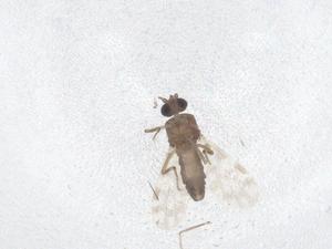  ( - CBG-B00729-B12)  @11 [ ] CreativeCommons - Attribution Share - Alike (2025) Centre for Biodiversity Genomics Centre for Biodiversity Genomics