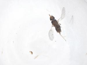  ( - CBG-B00733-A01)  @11 [ ] CreativeCommons - Attribution Share - Alike (2025) Centre for Biodiversity Genomics Centre for Biodiversity Genomics