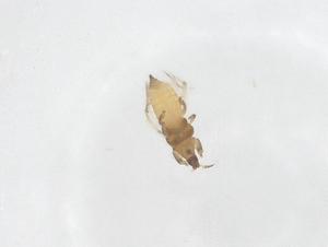  ( - CBG-B00734-F03)  @11 [ ] CreativeCommons - Attribution Share - Alike (2025) Centre for Biodiversity Genomics Centre for Biodiversity Genomics