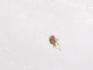  (Trichogramma australicum - CBG-B00735-A07)  @11 [ ] CreativeCommons - Attribution Share - Alike (2025) Centre for Biodiversity Genomics Centre for Biodiversity Genomics