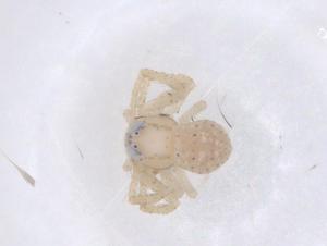  ( - CBG-B00773-C05)  @11 [ ] CreativeCommons - Attribution Share - Alike (2025) Centre for Biodiversity Genomics Centre for Biodiversity Genomics