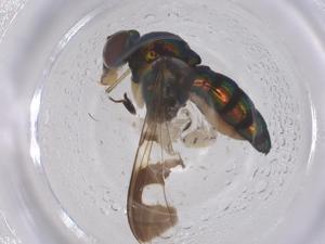  ( - CBG-B00787-G10)  @11 [ ] CreativeCommons - Attribution Share - Alike (2025) Centre for Biodiversity Genomics Centre for Biodiversity Genomics