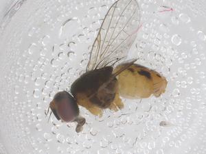  (Atherigona punctata - CBG-B00788-D07)  @11 [ ] CreativeCommons - Attribution Share - Alike (2025) Centre for Biodiversity Genomics Centre for Biodiversity Genomics