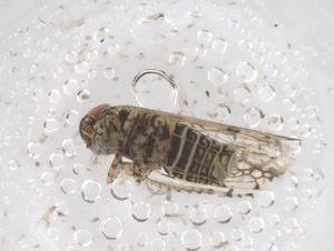  ( - CBG-B00790-C07)  @11 [ ] CreativeCommons - Attribution Share - Alike (2025) Centre for Biodiversity Genomics Centre for Biodiversity Genomics