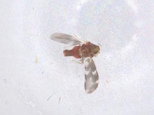  ( - CBG-B00810-F10)  @11 [ ] CreativeCommons - Attribution Share - Alike (2025) Centre for Biodiversity Genomics Centre for Biodiversity Genomics