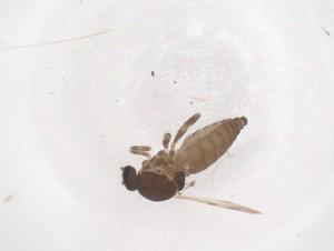  ( - CBG-B00813-A10)  @11 [ ] CreativeCommons - Attribution Share - Alike (2025) Centre for Biodiversity Genomics Centre for Biodiversity Genomics