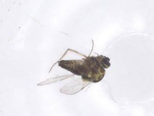  ( - CBG-B00828-H10)  @11 [ ] CreativeCommons - Attribution Share - Alike (2025) Centre for Biodiversity Genomics Centre for Biodiversity Genomics