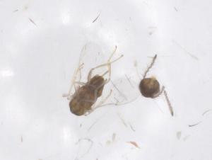  ( - CBG-B00829-B06)  @11 [ ] CreativeCommons - Attribution Share - Alike (2025) Centre for Biodiversity Genomics Centre for Biodiversity Genomics