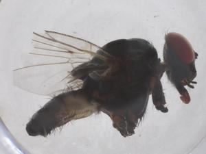  ( - CBG-B00835-A11)  @11 [ ] CreativeCommons - Attribution Share - Alike (2025) Centre for Biodiversity Genomics Centre for Biodiversity Genomics