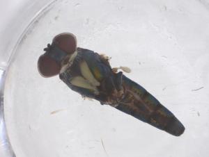  ( - CBG-B00835-B01)  @11 [ ] CreativeCommons - Attribution Share - Alike (2025) Centre for Biodiversity Genomics Centre for Biodiversity Genomics