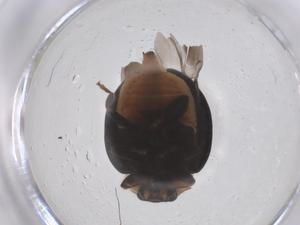  ( - CBG-B00835-E07)  @11 [ ] CreativeCommons - Attribution Share - Alike (2025) Centre for Biodiversity Genomics Centre for Biodiversity Genomics