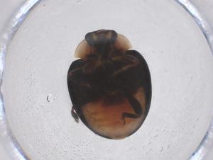  ( - CBG-B00835-F11)  @11 [ ] CreativeCommons - Attribution Share - Alike (2025) Centre for Biodiversity Genomics Centre for Biodiversity Genomics