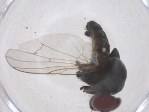  ( - CBG-B00835-G02)  @11 [ ] CreativeCommons - Attribution Share - Alike (2025) Centre for Biodiversity Genomics Centre for Biodiversity Genomics