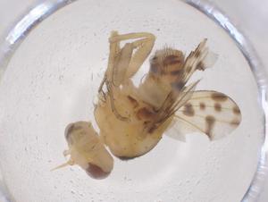  ( - CBG-B00835-G07)  @11 [ ] CreativeCommons - Attribution Share - Alike (2025) Centre for Biodiversity Genomics Centre for Biodiversity Genomics