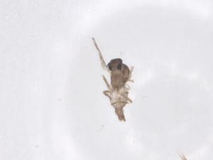  ( - CBG-B00838-G03)  @11 [ ] CreativeCommons - Attribution Share - Alike (2025) Centre for Biodiversity Genomics Centre for Biodiversity Genomics