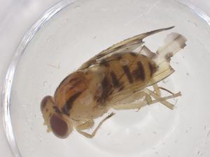  ( - CBG-B00842-C03)  @11 [ ] CreativeCommons - Attribution Share - Alike (2025) Centre for Biodiversity Genomics Centre for Biodiversity Genomics