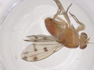  ( - CBG-B00846-A08)  @11 [ ] CreativeCommons - Attribution Share - Alike (2025) Centre for Biodiversity Genomics Centre for Biodiversity Genomics