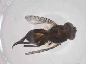  ( - CBG-B00846-F05)  @11 [ ] CreativeCommons - Attribution Share - Alike (2025) Centre for Biodiversity Genomics Centre for Biodiversity Genomics