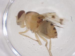  ( - CBG-B00846-G07)  @11 [ ] CreativeCommons - Attribution Share - Alike (2025) Centre for Biodiversity Genomics Centre for Biodiversity Genomics