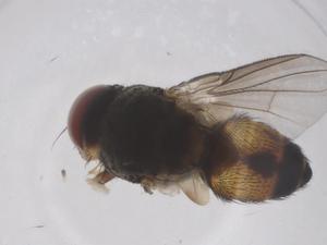  ( - CBG-B00847-A02)  @11 [ ] CreativeCommons - Attribution Share - Alike (2025) Centre for Biodiversity Genomics Centre for Biodiversity Genomics