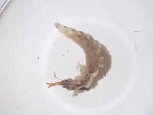  ( - CBG-B00847-H05)  @11 [ ] CreativeCommons - Attribution Share - Alike (2025) Centre for Biodiversity Genomics Centre for Biodiversity Genomics