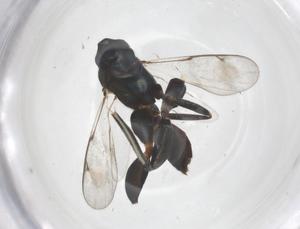  ( - CBG-B01331-H02)  @11 [ ] CreativeCommons - Attribution Share - Alike (2025) Centre for Biodiversity Genomics Centre for Biodiversity Genomics