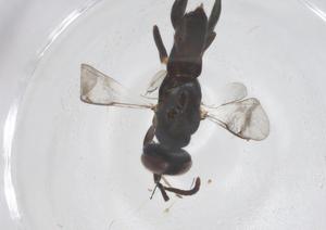  ( - CBG-B01509-D11)  @11 [ ] CreativeCommons - Attribution Share - Alike (2025) Centre for Biodiversity Genomics Centre for Biodiversity Genomics