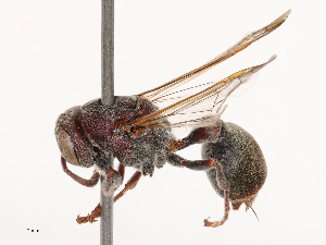  ( - CBG-B01513-B11)  @11 [ ] CreativeCommons - Attribution Share - Alike (2025) CBG Photography Group Centre for Biodiversity Genomics