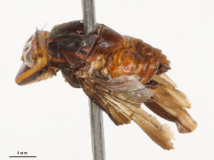  ( - CBG-B01513-C12)  @11 [ ] CreativeCommons - Attribution Share - Alike (2025) CBG Photography Group Centre for Biodiversity Genomics