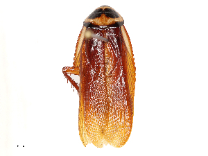  ( - CBG-B01513-D06)  @11 [ ] CreativeCommons - Attribution Share - Alike (2025) CBG Photography Group Centre for Biodiversity Genomics