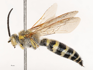  ( - CBG-B01513-E03)  @11 [ ] CreativeCommons - Attribution Share - Alike (2025) CBG Photography Group Centre for Biodiversity Genomics