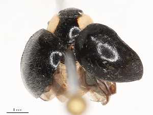  ( - CBG-B01513-F02)  @11 [ ] CreativeCommons - Attribution Share - Alike (2025) CBG Photography Group Centre for Biodiversity Genomics