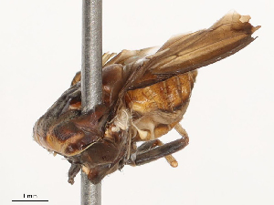  ( - CBG-B01513-F03)  @11 [ ] CreativeCommons - Attribution Share - Alike (2025) CBG Photography Group Centre for Biodiversity Genomics