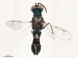  ( - CBG-B01513-H03)  @11 [ ] CreativeCommons - Attribution Share - Alike (2025) CBG Photography Group Centre for Biodiversity Genomics