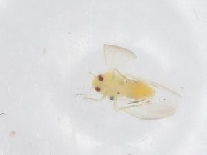  ( - CBG-B01520-E05)  @11 [ ] CreativeCommons - Attribution Share - Alike (2025) Centre for Biodiversity Genomics Centre for Biodiversity Genomics