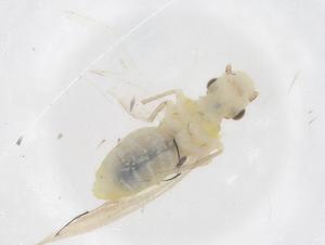  ( - CBG-B01526-F08)  @11 [ ] CreativeCommons - Attribution Share - Alike (2025) Centre for Biodiversity Genomics Centre for Biodiversity Genomics