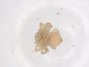  ( - CBG-B01530-D04)  @11 [ ] CreativeCommons - Attribution Share - Alike (2025) Centre for Biodiversity Genomics Centre for Biodiversity Genomics