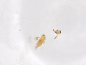  ( - CBG-B01532-E06)  @11 [ ] CreativeCommons - Attribution Share - Alike (2025) Centre for Biodiversity Genomics Centre for Biodiversity Genomics