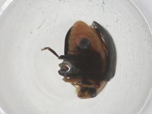  ( - CBG-B01535-A05)  @11 [ ] CreativeCommons - Attribution Share - Alike (2025) Centre for Biodiversity Genomics Centre for Biodiversity Genomics