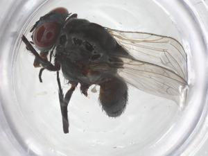  ( - CBG-B01535-H10)  @11 [ ] CreativeCommons - Attribution Share - Alike (2025) Centre for Biodiversity Genomics Centre for Biodiversity Genomics