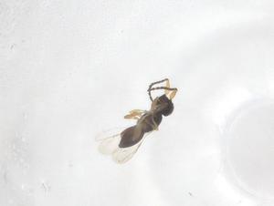  ( - CBG-B01539-H03)  @11 [ ] CreativeCommons - Attribution Share - Alike (2025) Centre for Biodiversity Genomics Centre for Biodiversity Genomics