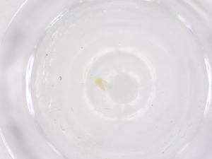  ( - CBG-B01540-D04)  @11 [ ] CreativeCommons - Attribution Share - Alike (2025) Centre for Biodiversity Genomics Centre for Biodiversity Genomics