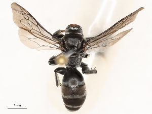  ( - CBG-B01641-D12)  @11 [ ] CreativeCommons - Attribution Share - Alike (2025) CBG Photography Group Centre for Biodiversity Genomics