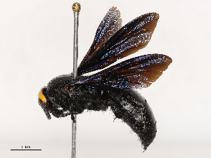  ( - CBG-B01645-B07)  @11 [ ] CreativeCommons - Attribution Share - Alike (2025) CBG Photography Group Centre for Biodiversity Genomics